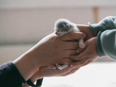 Bästa kattnamn efter ras – välj det perfekta namnet för din katt