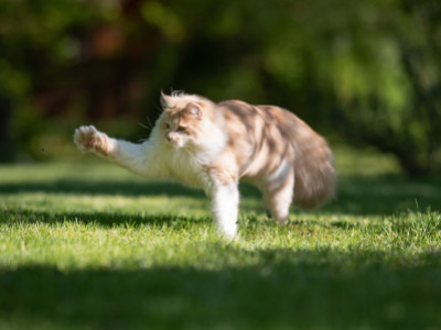 Kattbricka eller chip: behöver din katt båda?