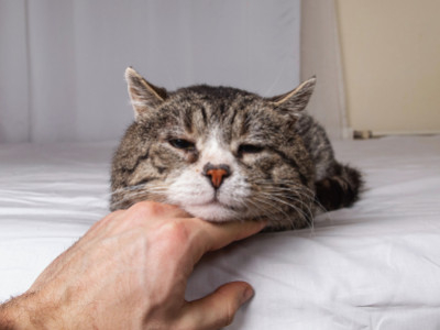 Är din katt ensam hemma oftare nu? Tecken på separationsångest och vad du kan gö