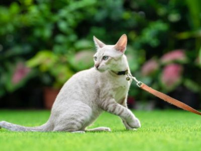 Kan man promenera med en katt i koppel?