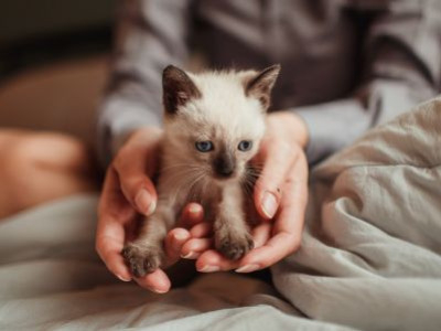 Skaffa kattunge: checklistan med kattsakerna du faktiskt behöver