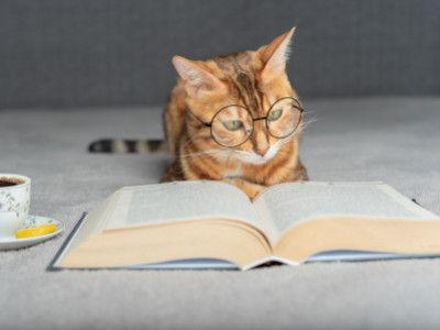 Frågor du måste ställa dig själv innan du namnger din katt