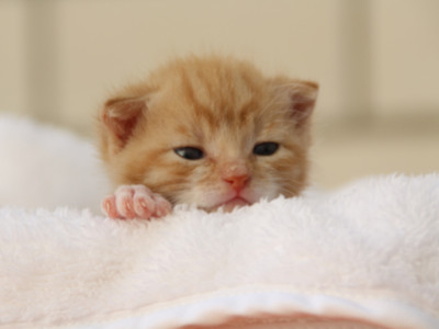 Bästa quizet för att hitta ett bra kattnamn till hona och hane: Vilket av de populäraste kattnamnen passar din misse?